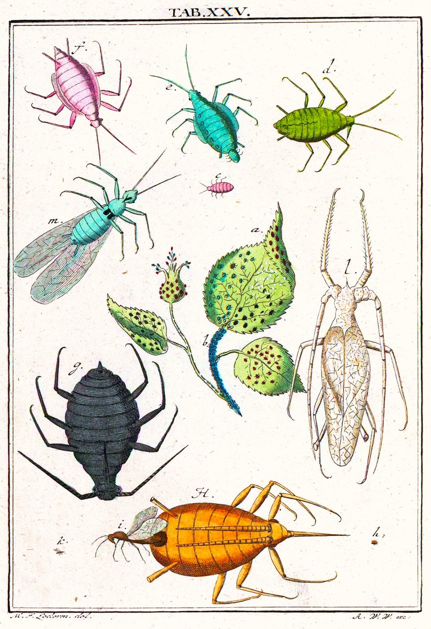 Çeşitli bahçe zararlılarını gösteren çizim, Musement Microscopique, 1764 (renkli gravür) by German School
