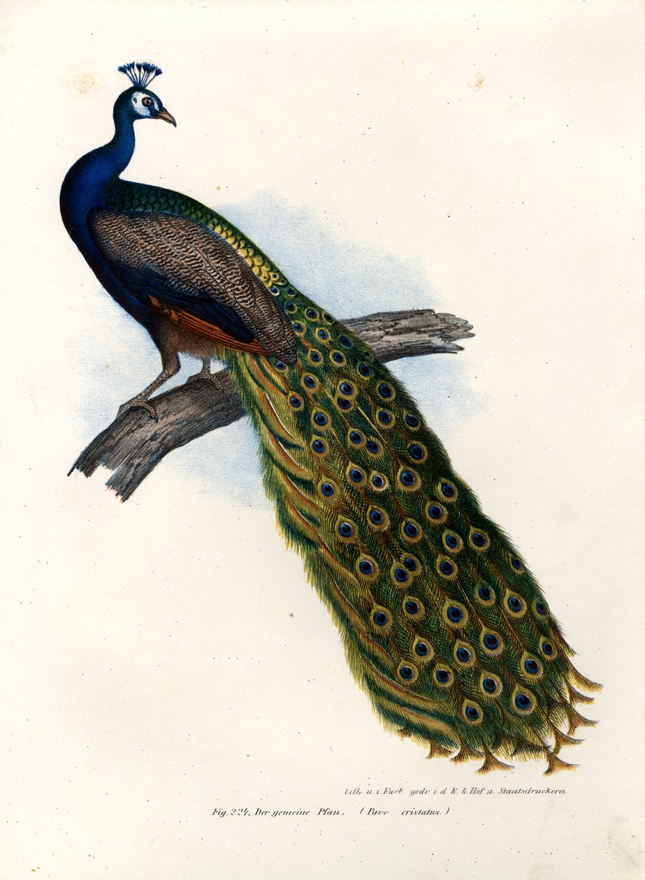 Hint Mavi Tavuskuşu, 1864 by German School