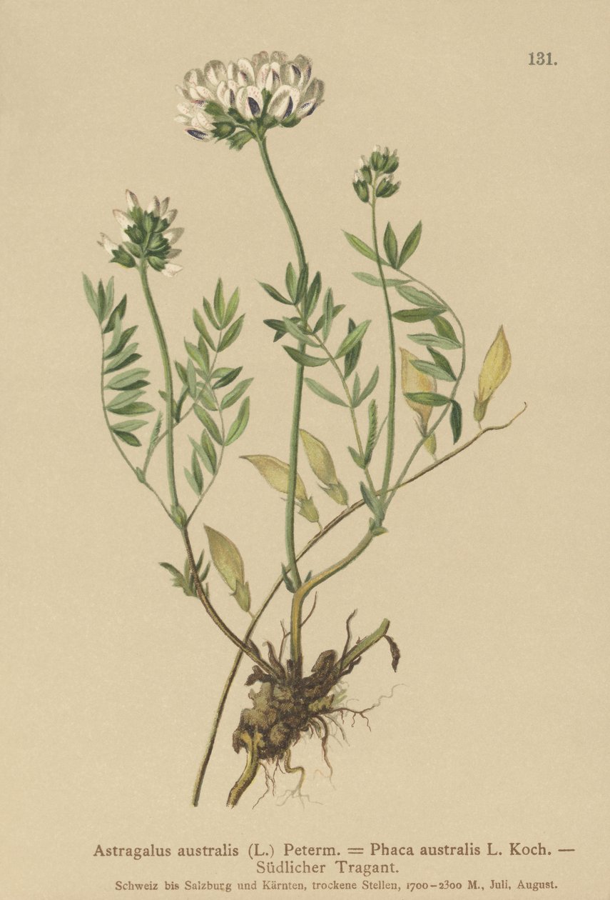 Hint Milkvetch (Astragalus australis, Astragalus aborginum, Phaca australis) by German School