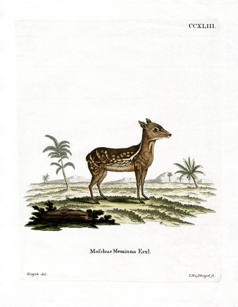 Hint Benekli Chevrotain (renkli gravür) by German School