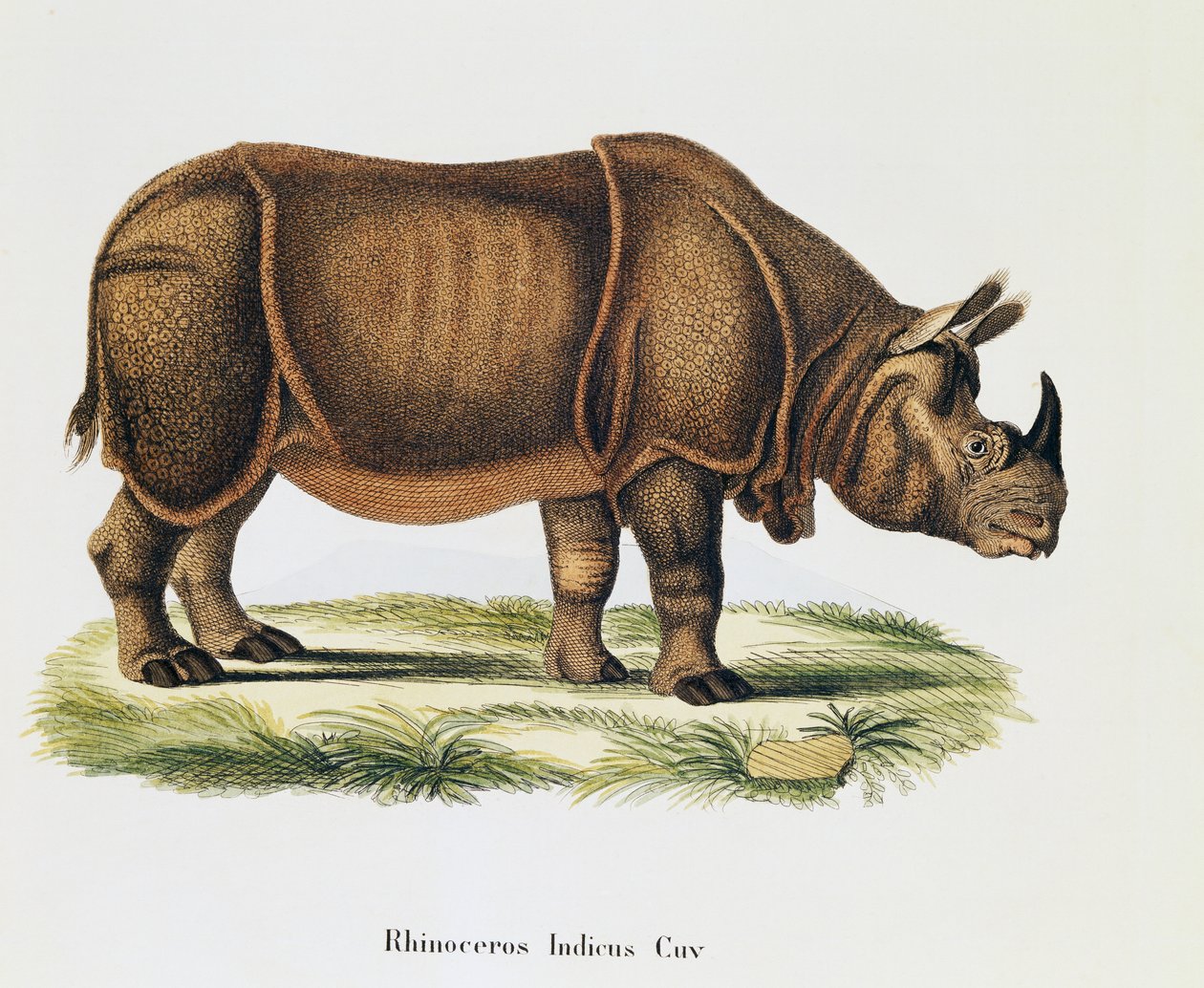 Hint gergedanları (Rhinoceros indicus), memelilerden, açıklamalarıyla birlikte, Johann Christian Daniel von Schreber (1739-1810), A Fleischmann tarafından gravür ve çizim, cilt 6-7, tablo 317-D-D, Almanya by German School