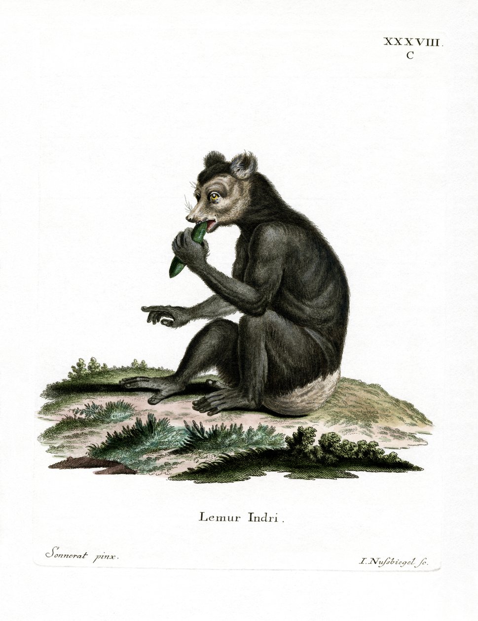 Indri (renkli gravür) by German School