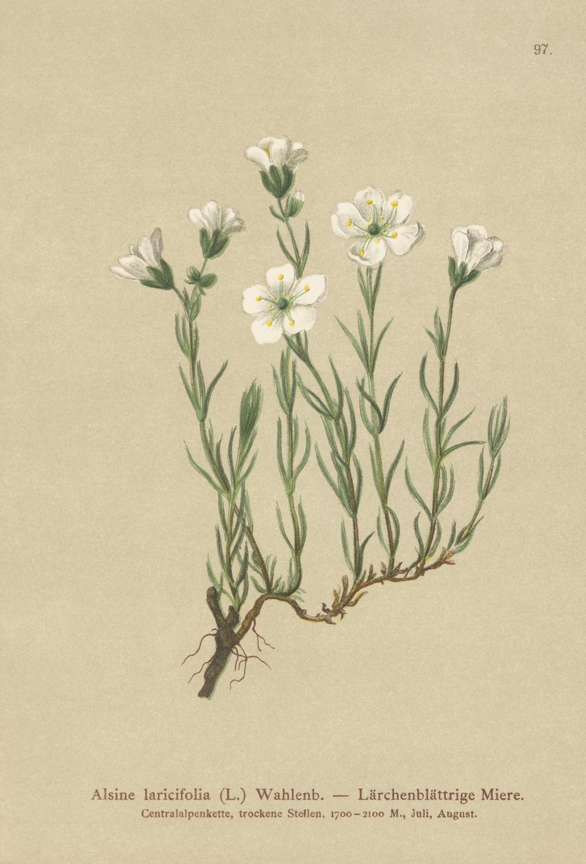 İç Alp Sandwort (Alsine laricifolia, Minuartia laricifolia, Arenaria laricifolia) by German School