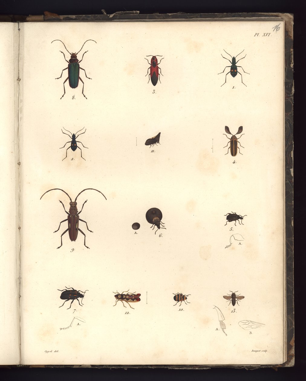Insecta, Pl. XVI, Atlantik Okyanusu