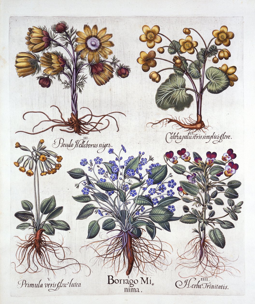 Ipheion Rolf Fiedler Spring Starflower, Marsh Marigold, Pseudo Helleborus, Viola Tricolor ve Cowslip, Hortus Eystettensis