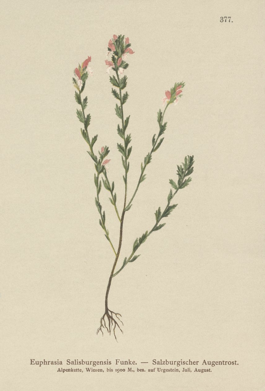 İrlanda Eyebright (Euphrasia Salisburgensis) by German School