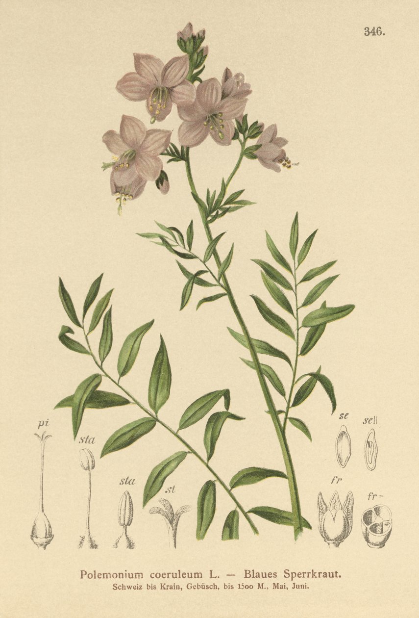 Jacobs Merdiveni (Polemonium coeruleum, Polemonium mavisi) by German School