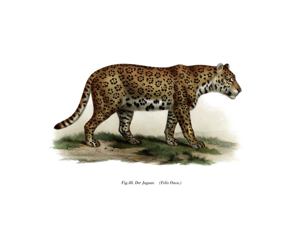 jaguar, 1860 by German School