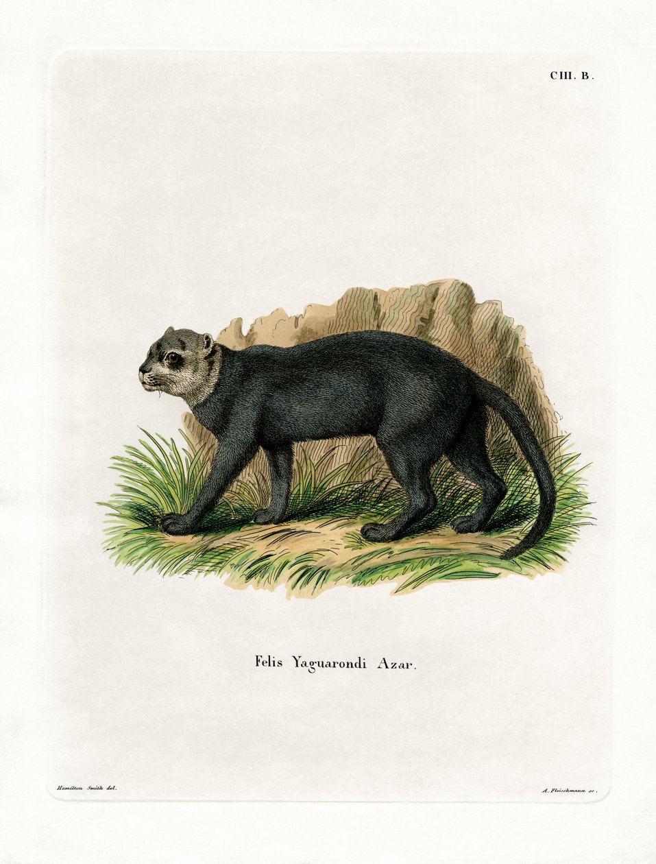 Jaguarundi (renkli gravür) by German School