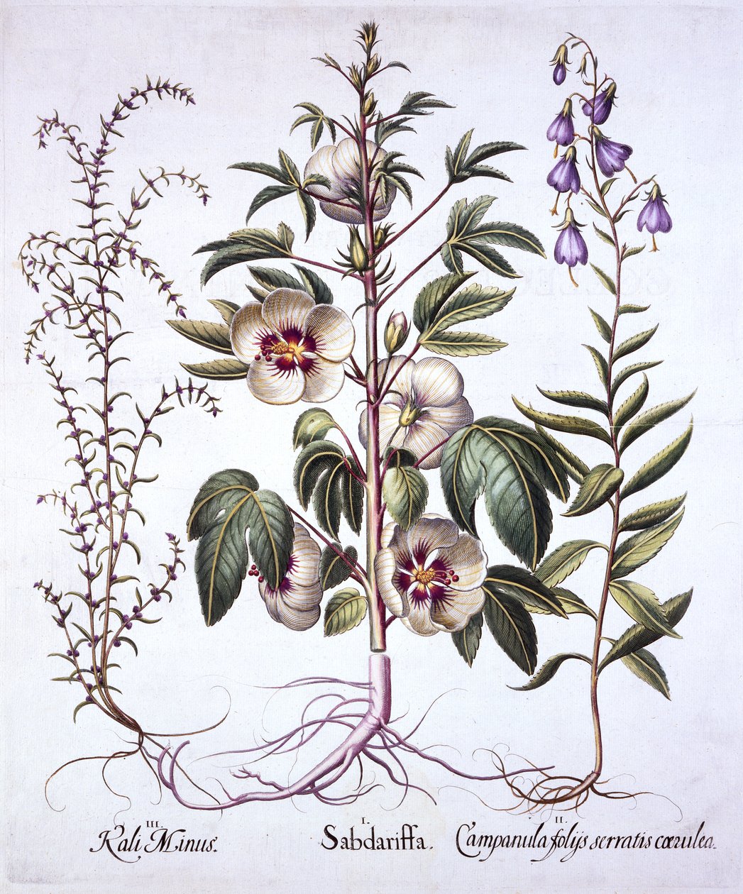 Hortus Eystettensis