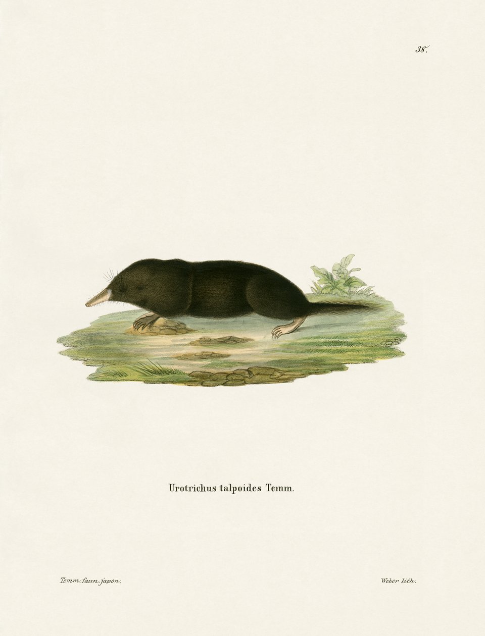 Japon Shrew Köstebek (renkli gravür) by German School