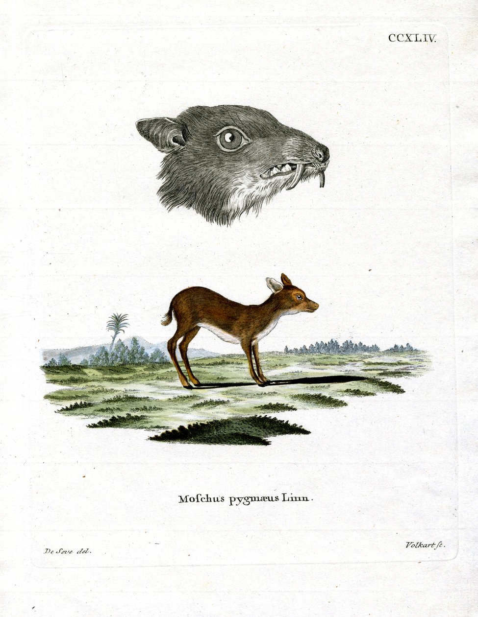 Java Mouse-Deer (renkli gravür) by German School