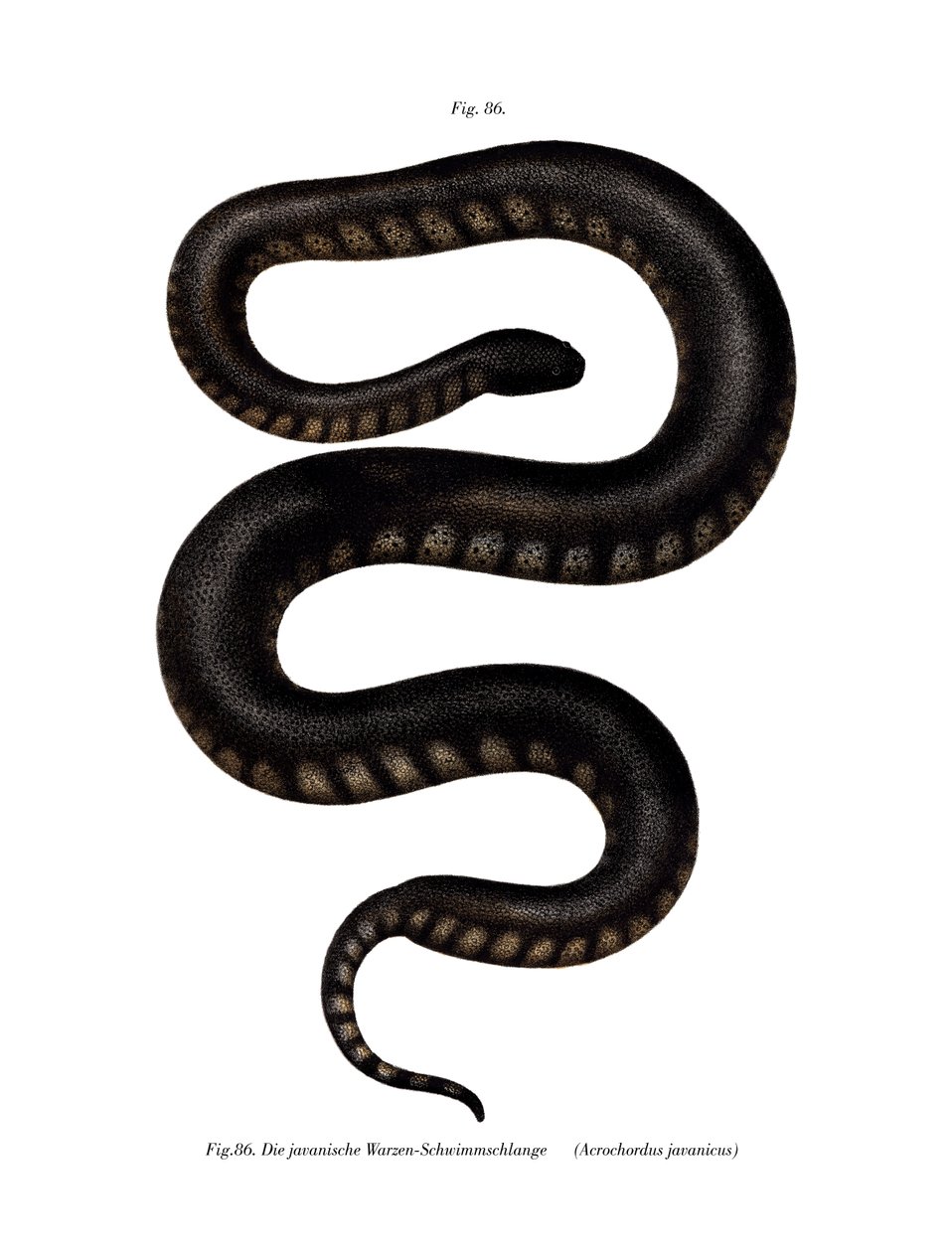 Javan File Snake (renkli taş) by German School