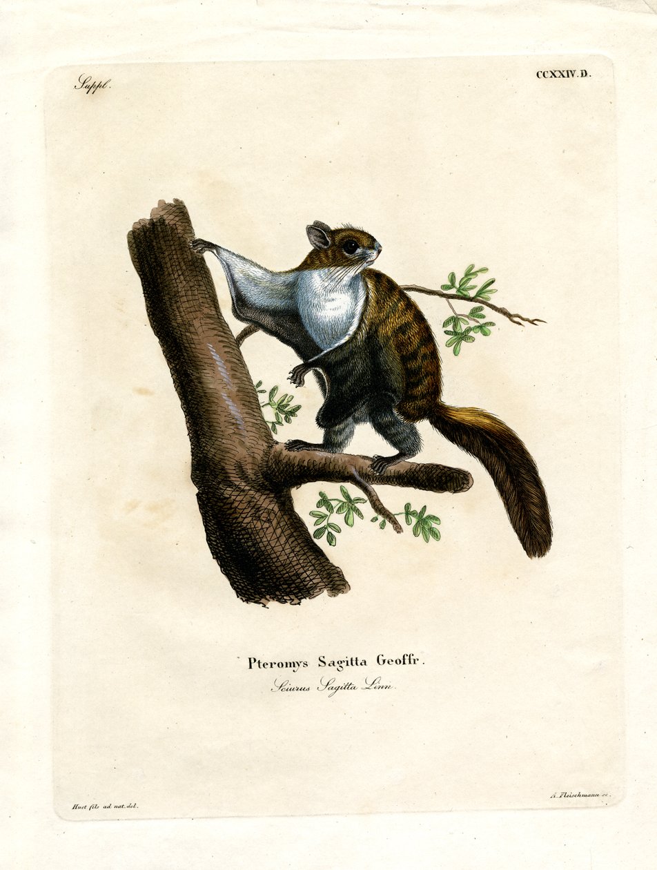 Javan Uçan Sincap (renkli gravür) by German School