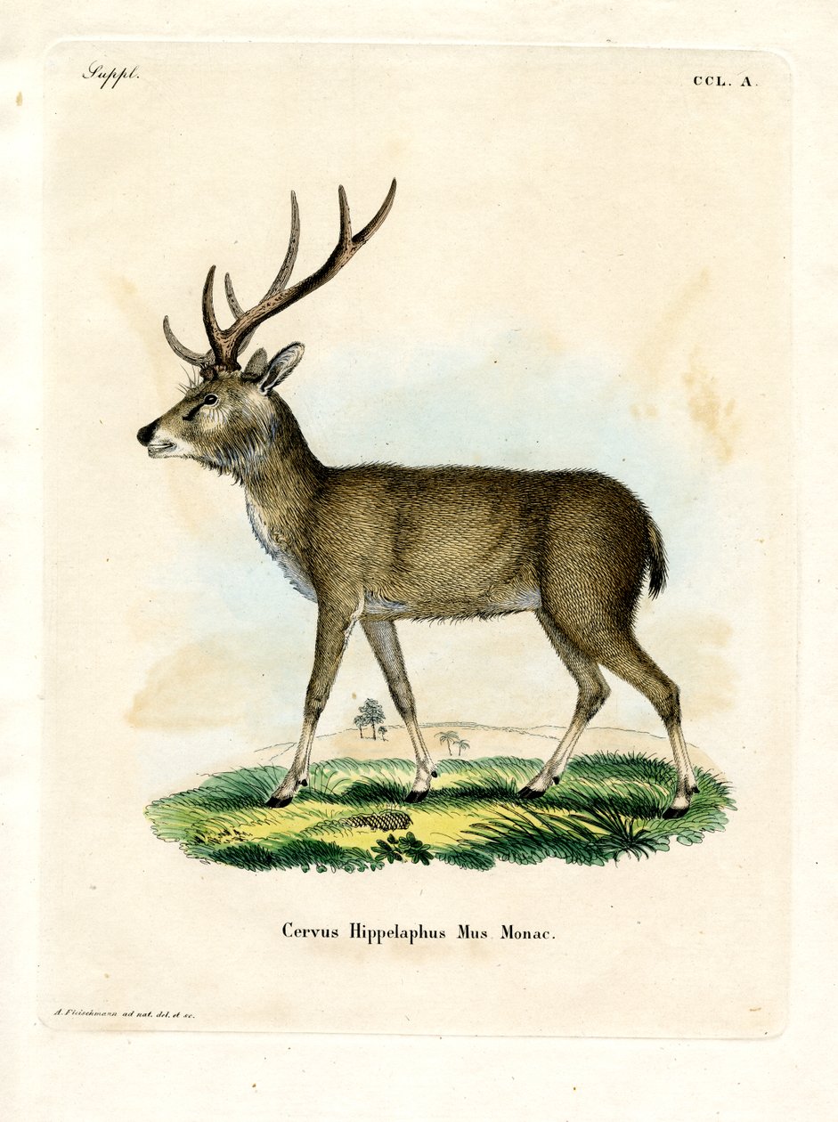 Javan Rusa (renkli gravür) by German School