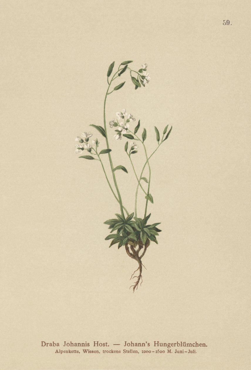 Johns Whitlow-çim (Draba Johannis) by German School