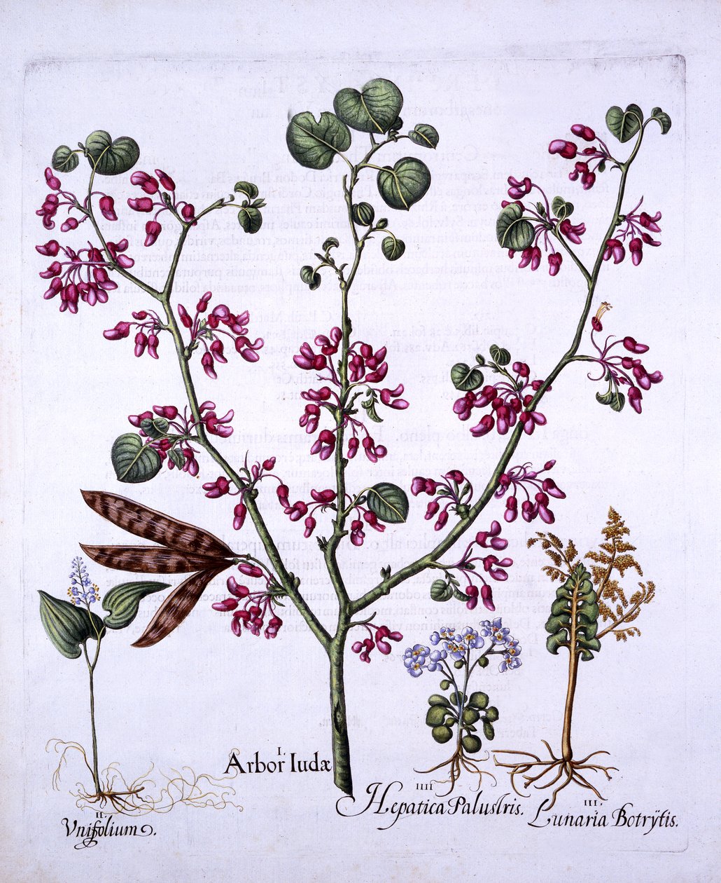 Judas Tree, May Lily, Moonwort, Liverwort, Hortus Eystettensis