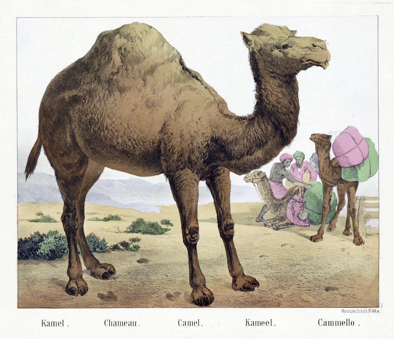 Kamel. / Şameau. / Deve. / Kameel. / Cammello, bar. 19. Yüzyıl ortası (el renkli litografi) by German School