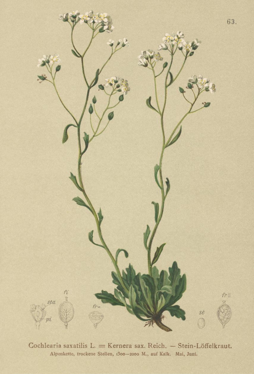 Kernera (Kernera saxatilis, Cochlearia saxatilis) by German School