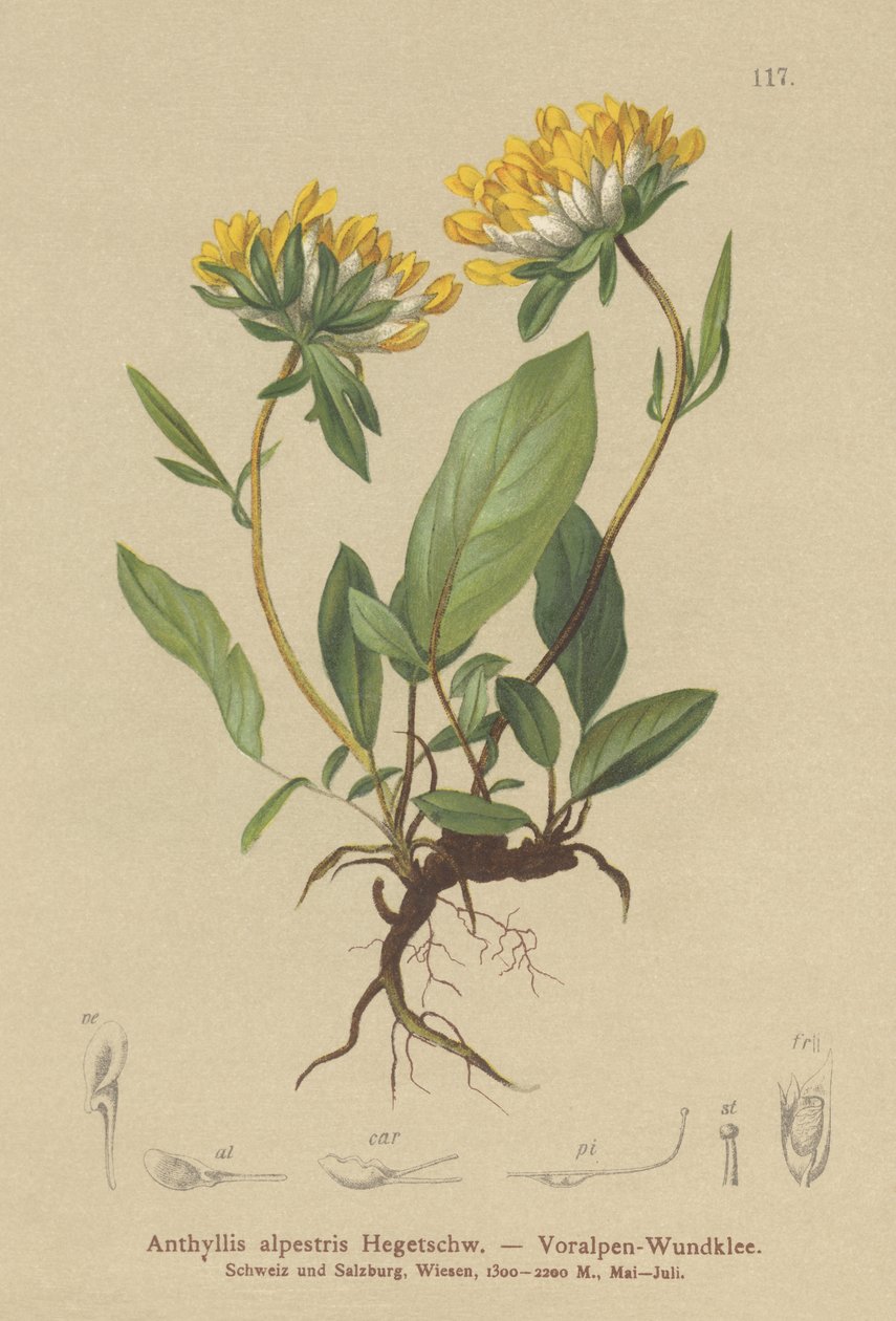 Böbrek Fiğ (Anthyllis alpestris, Anthyllis vulneraria var. alpestris) by German School