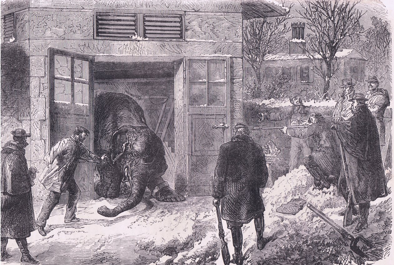 Jardin D'Acclimation'da yemek için bir fili öldürmek, Cassell ve Company Limited tarafından yayınlanan Cassells History of the War of France and Germany, c.1890 (litho) by German School
