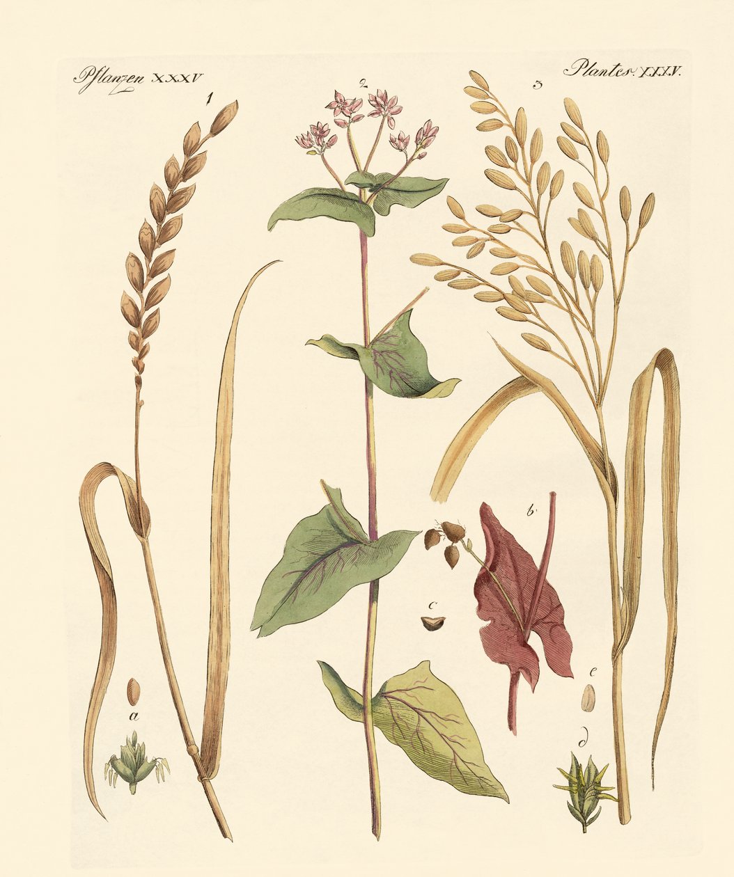 mısır çeşitleri by German School