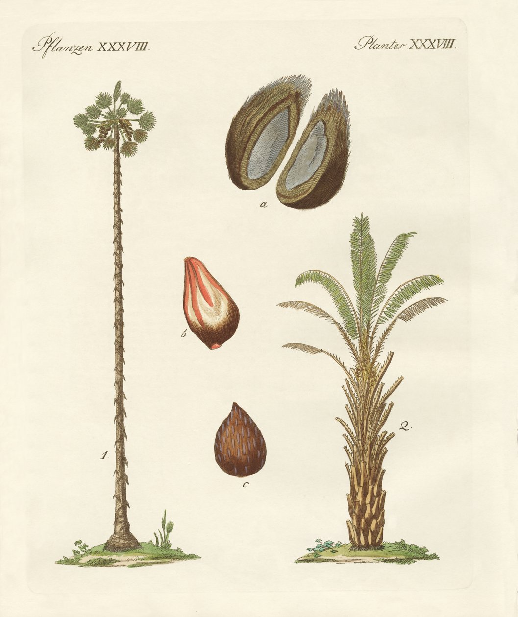 avuç içi çeşitleri by German School