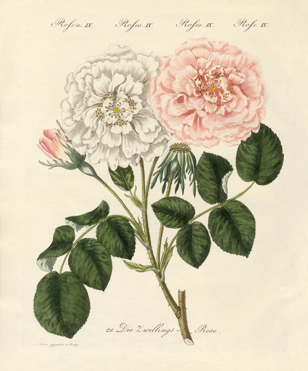 Gül çeşitleri (renkli gravür) by German School