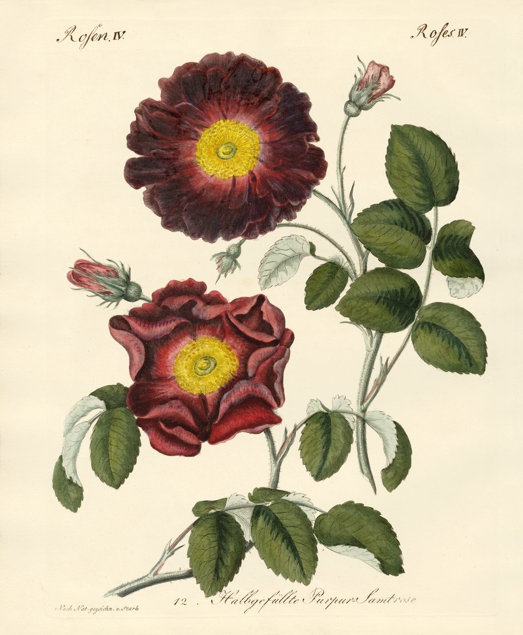 gül çeşitleri by German School
