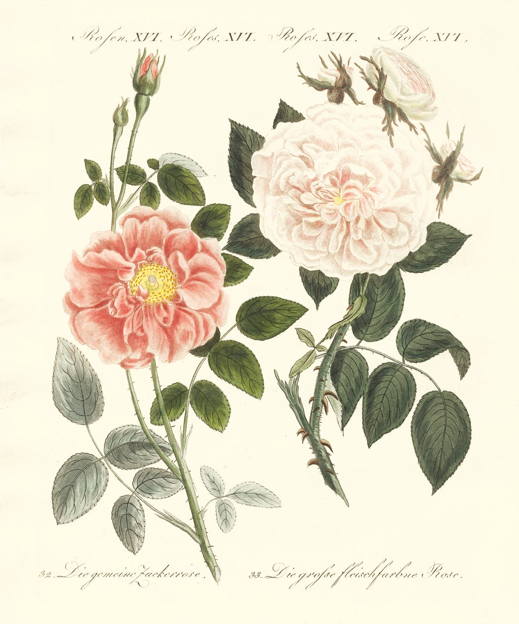gül çeşitleri by German School