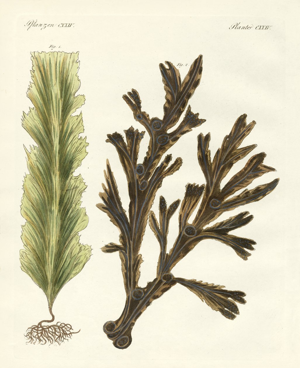 Deniz yosunu çeşitleri (renkli gravür) by German School