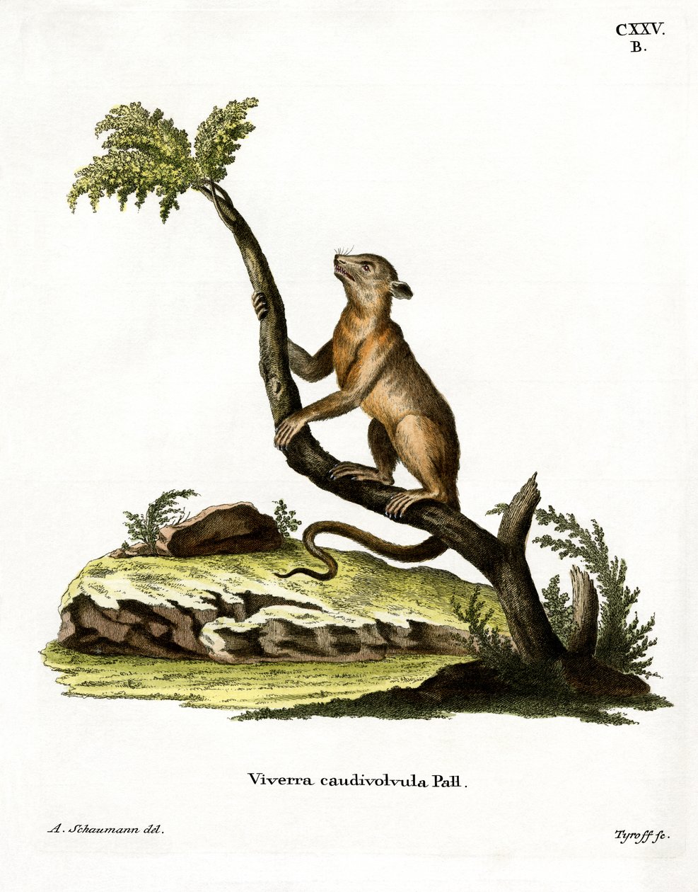Kinkajou (renkli gravür) by German School