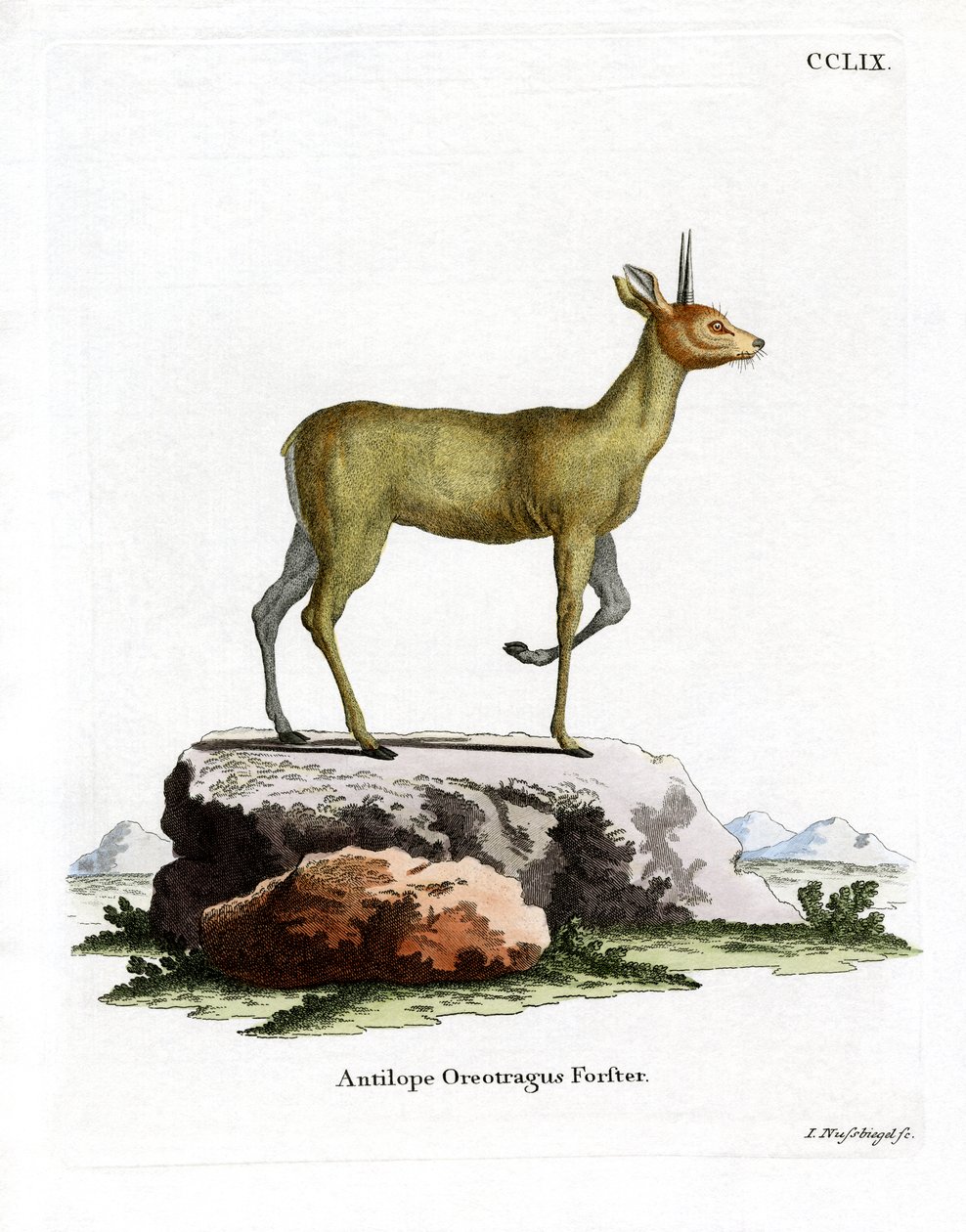 Klipspringer (renkli gravür) by German School