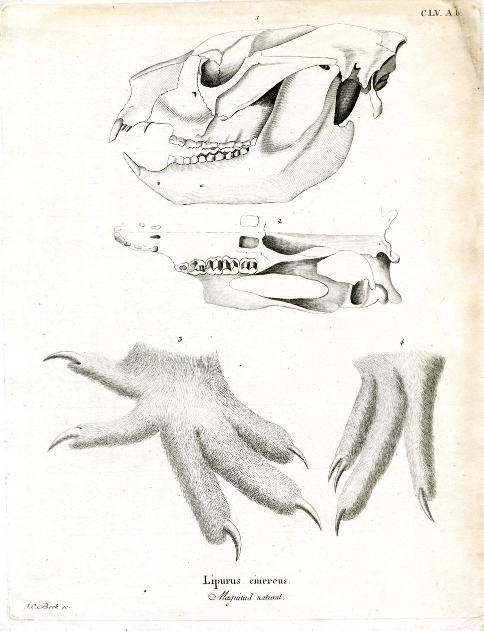 Koala (renkli gravür) by German School