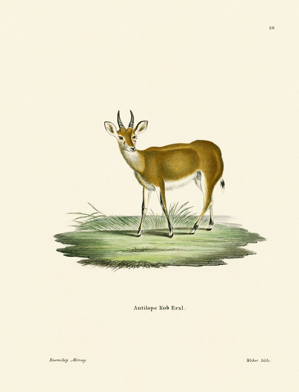 Kob (renkli gravür) by German School