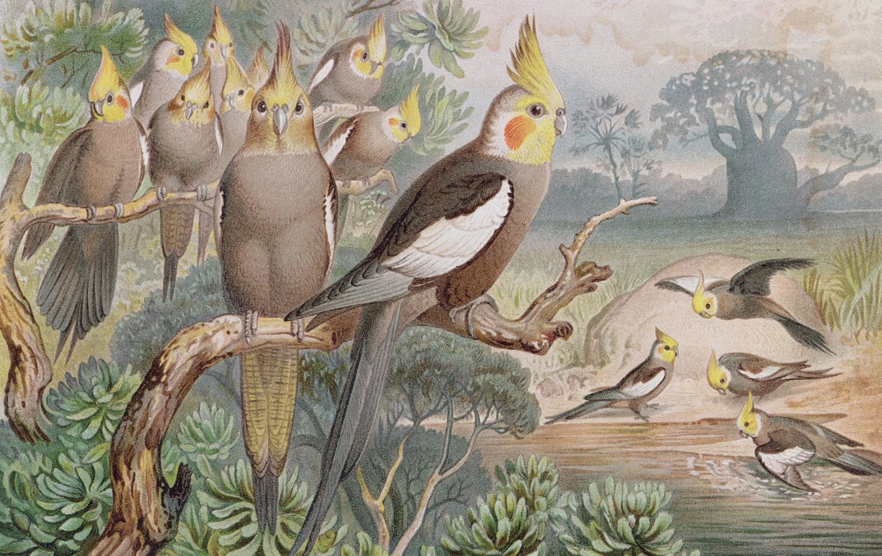 Kockatiel, Brehms Tierleben