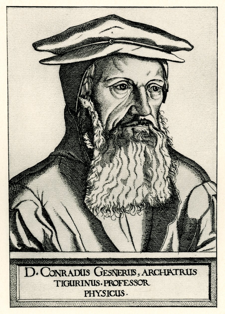 Konrad Gesner by German School