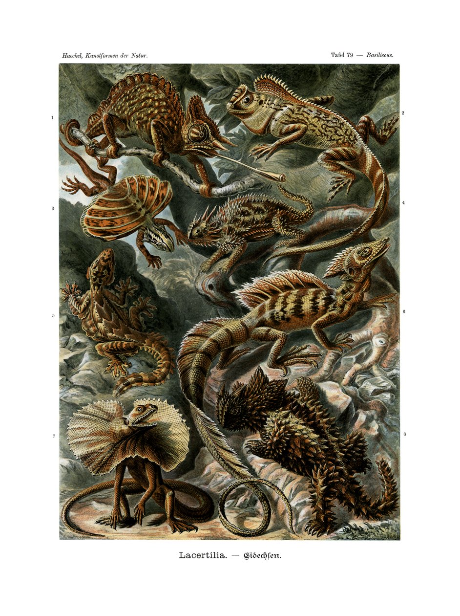 Lacertilia, 1899-1904 by German School
