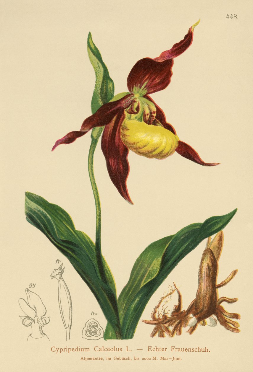 Bayan Terlik (Cypripedium Calceolus) by German School
