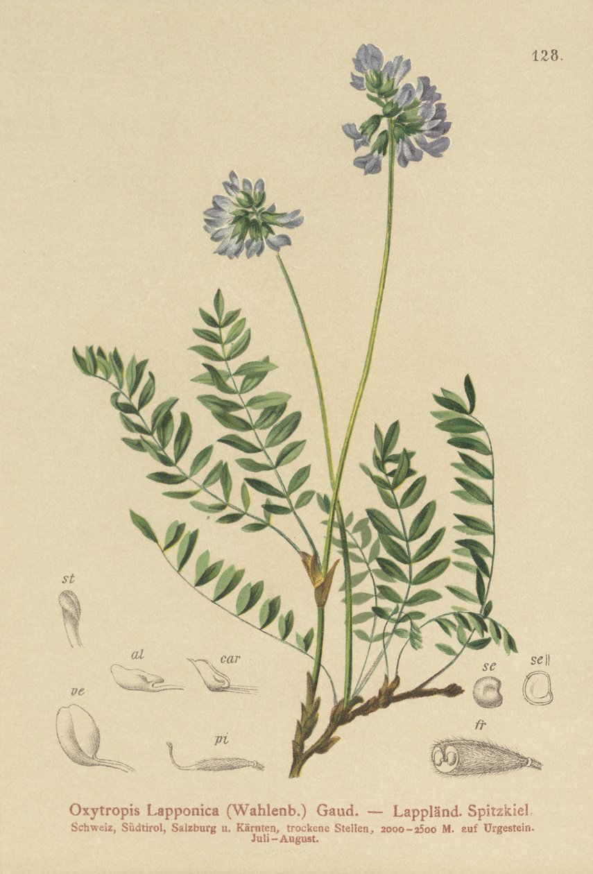 Laponya Sütü-Fiğ (Oxytropis Lapponica) by German School