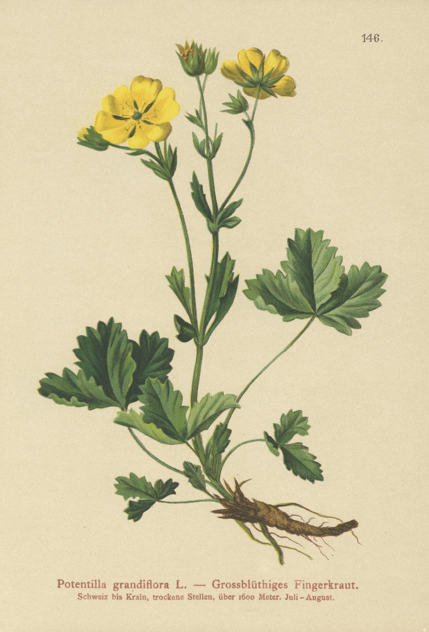 Büyük çiçekli Potentilla (Potentilla grandiflora) by German School