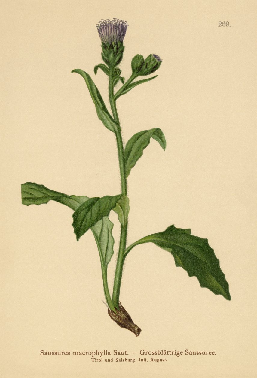 Büyük yapraklı Adi Testere (Saussurea macrophylla, Saussurea alpina ssp. macrophylla) by German School