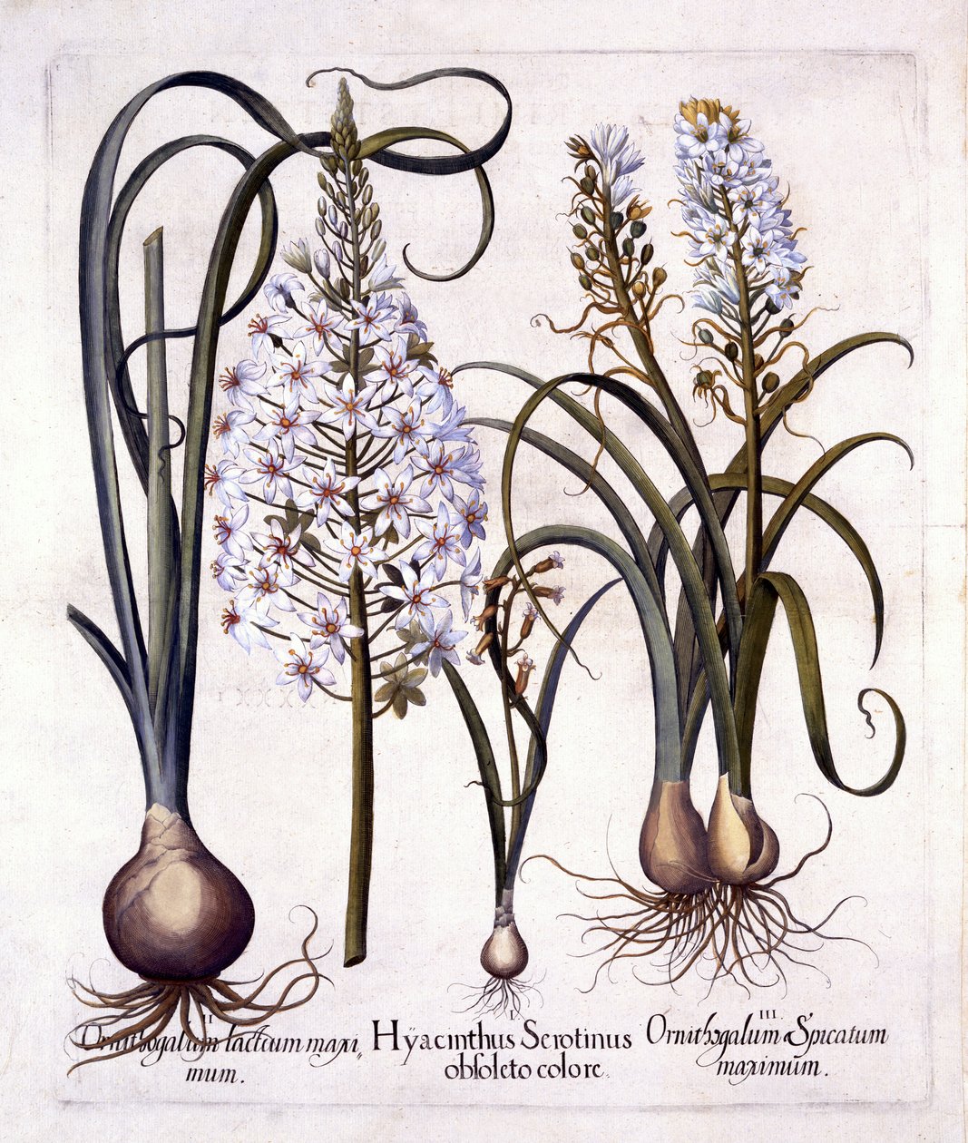 Geç Sümbül ve Bethlehem Yıldızı, Hortus Eystettensis
