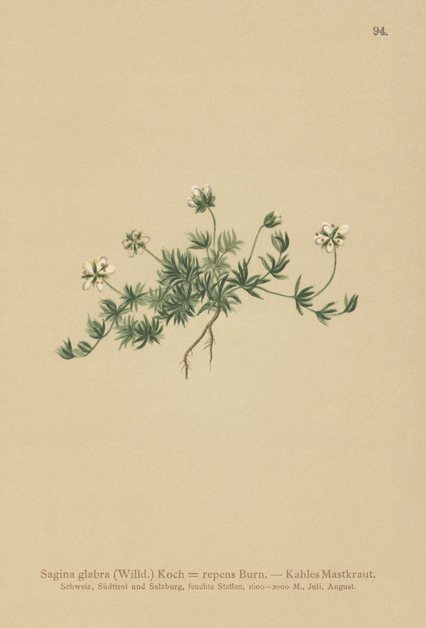 Çim İnci otu (Sagina glabra, Sagina repens) by German School
