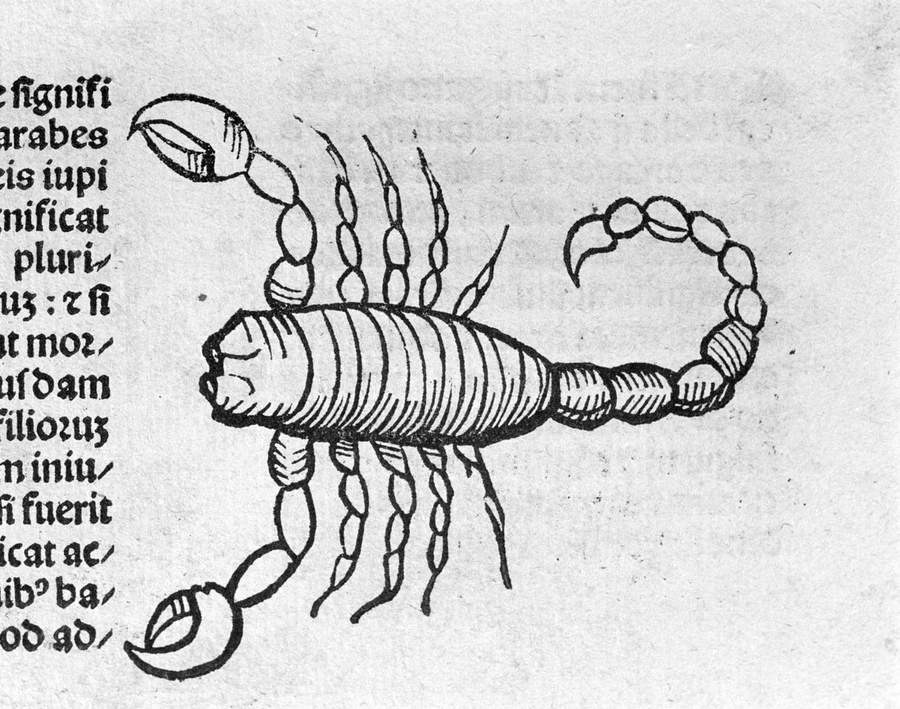 Le Scorpio - Johannes Angelo