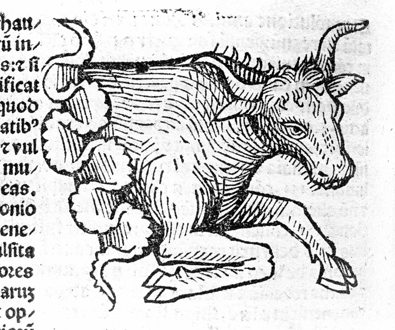 Le Taurus - John Angelo