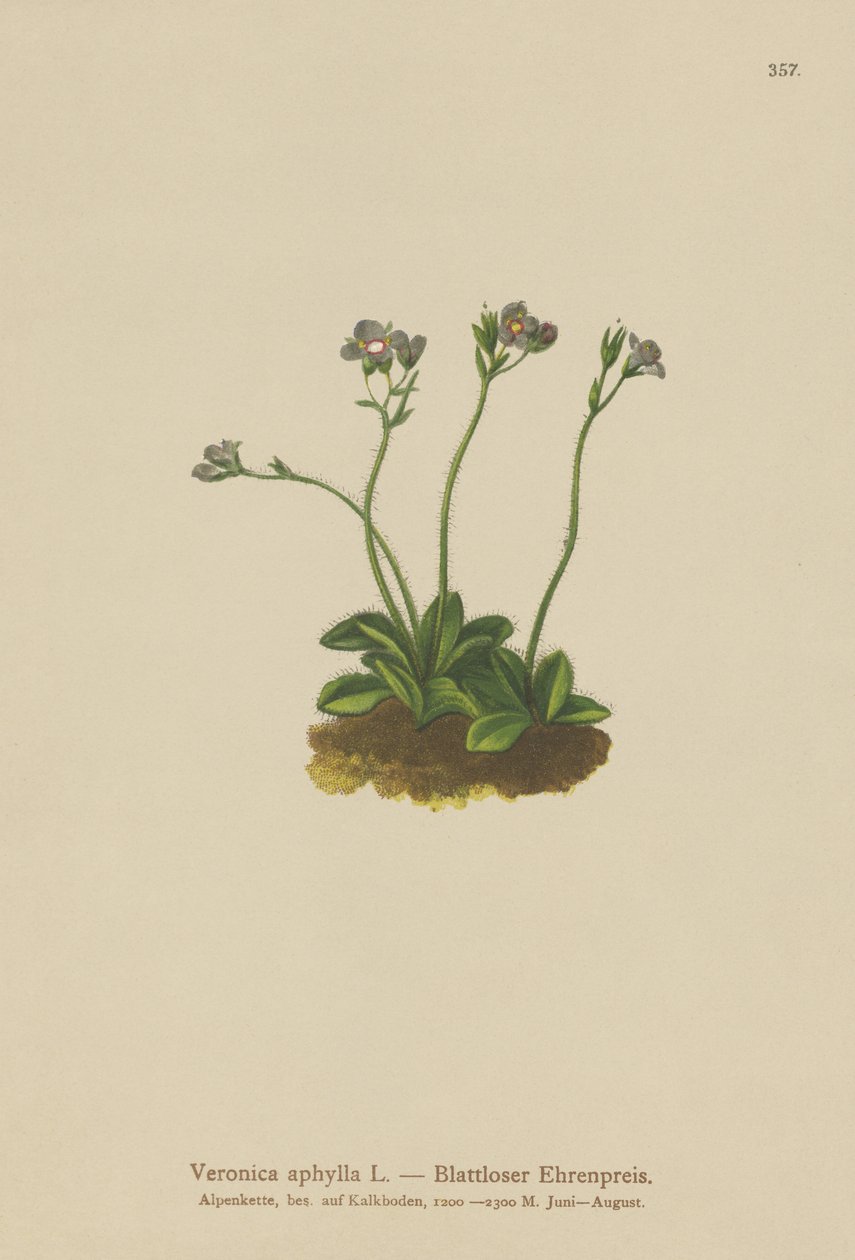 Yapraksız saplı Speedwell (Veronica aphylla) by German School