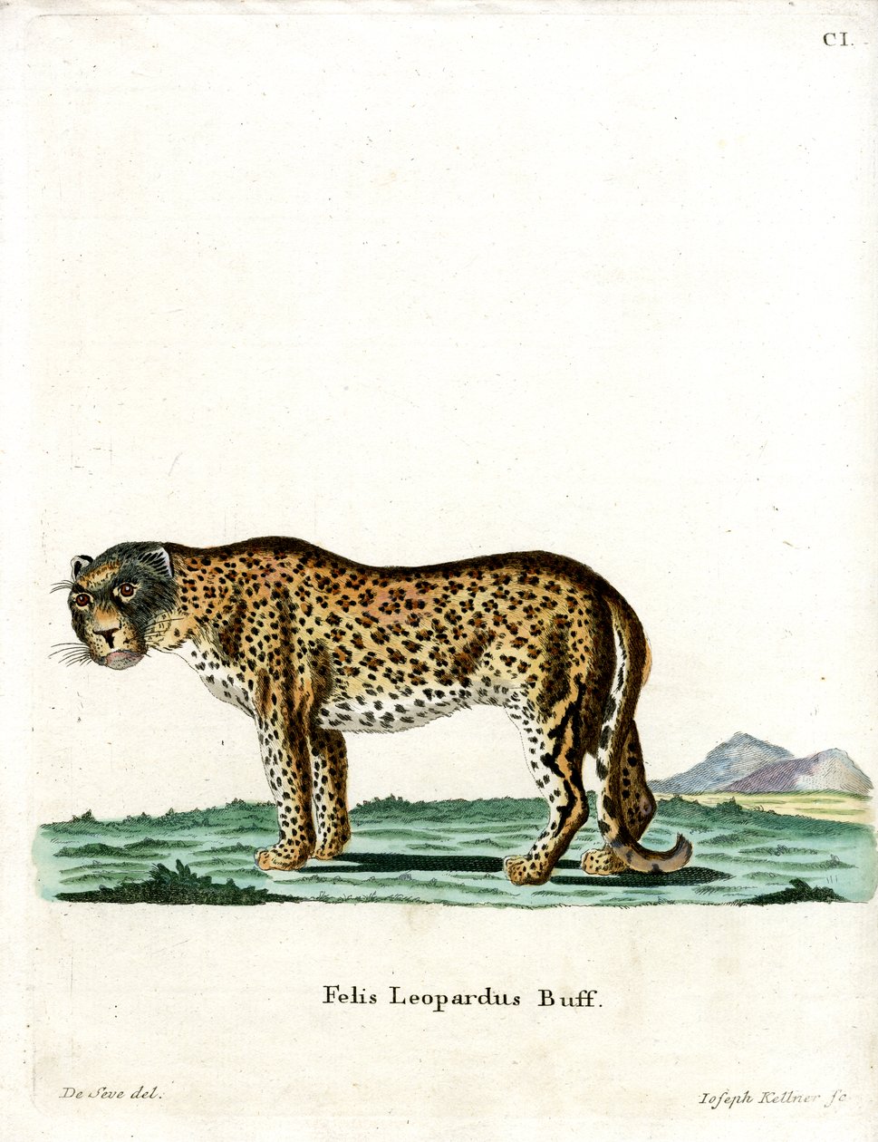 Leopar (renkli gravür) by German School