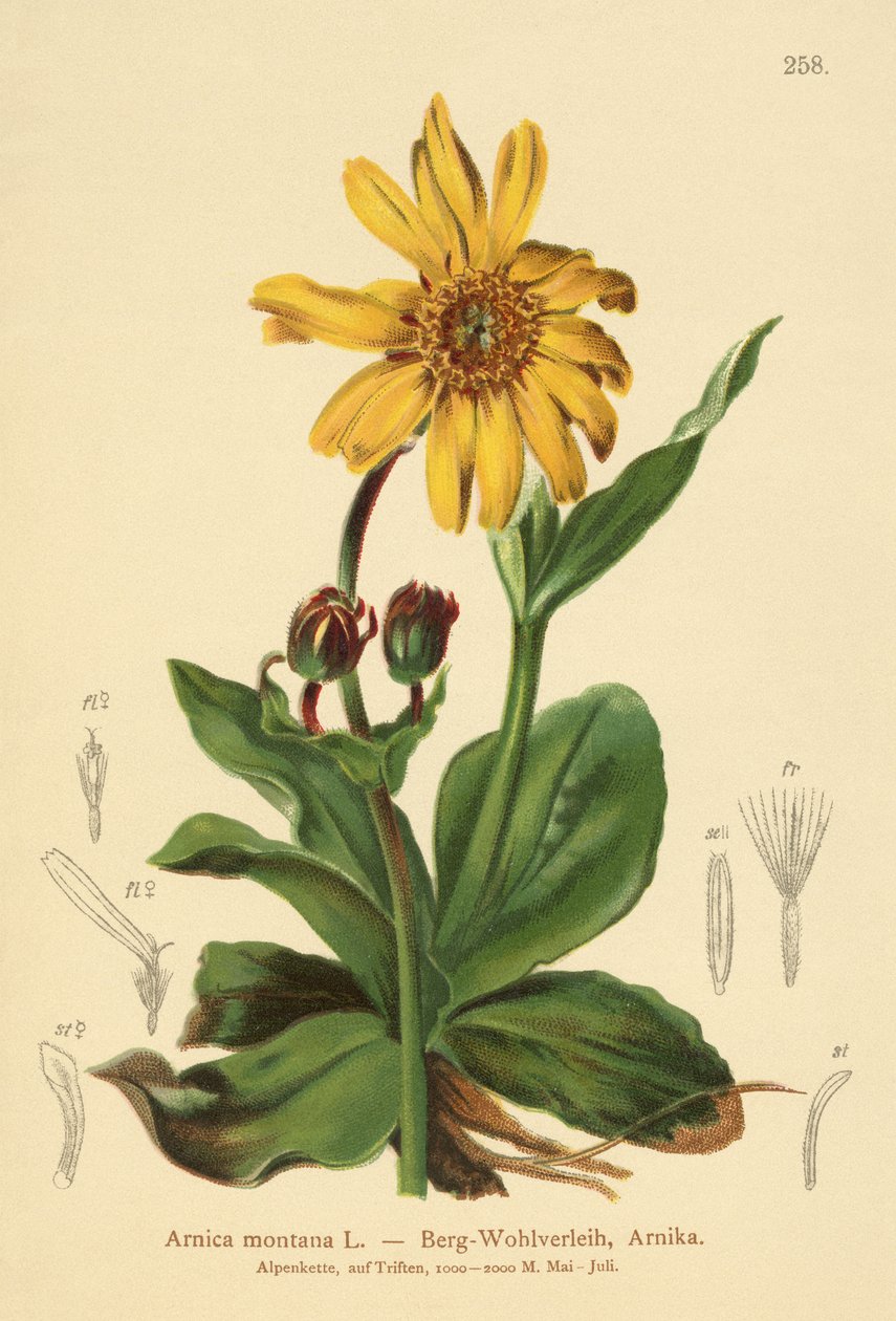 Leoparlar-bane (Arnica montana) by German School