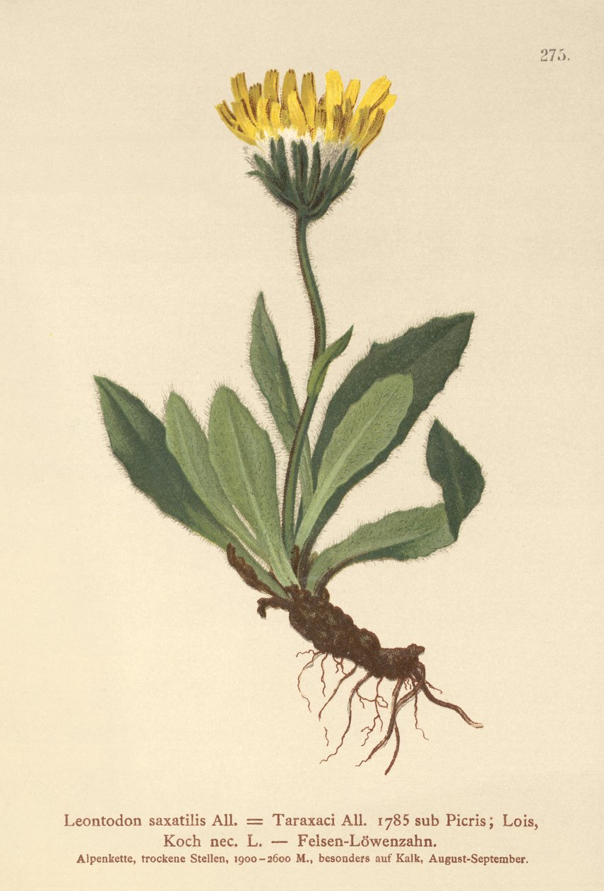 Küçük Hawkbit (Leontodon saxatilis, Leontodon Taraxaci) by German School
